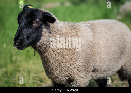 Photo of the black sheep, closup. Stock Photo