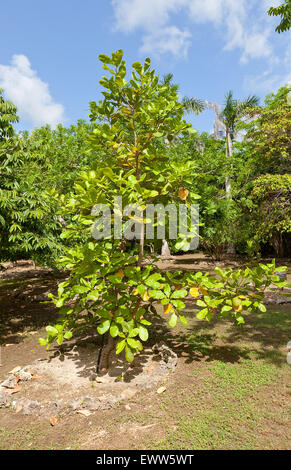 Cashew tree (Anacardium occidentale) in Queen Elizabeth II Botanic Park of Grand Cayman, Cayman Islands Stock Photo