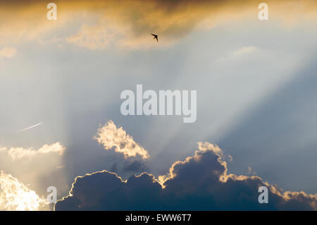 Sunlight coming from behind the clouds during a sunset with a bird high in the sky Stock Photo
