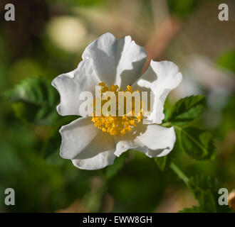 Wild hedgerow rose (dog rose) Rosa Canina, in early morning, summer sunshine. Stock Photo