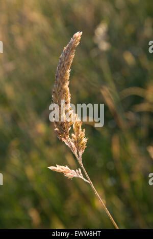 wild grass with seeds, in summer. Dew drops glistening on stalk. Stock Photo