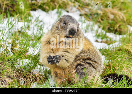 Alpine marmot at Grossglockner. Altitude: 2700m Stock Photo