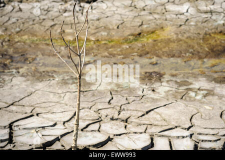 Dead tree  in barren ground textured background. Stock Photo