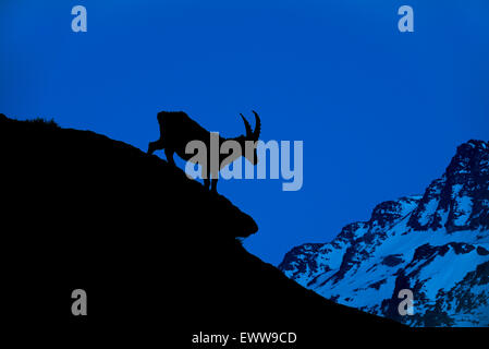 Alpine ibex (Capra ibex) silhouetted against mountain background at night, Alps Stock Photo
