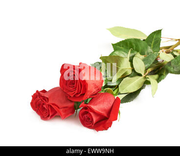 Three red roses isolated Stock Photo