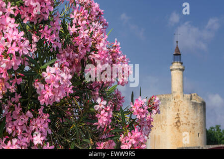 Flowers, Aigues-Mortes, Provence, Camargue, Languedoc-Roussillon, France Avignon, Bouche du Rhone, Stock Photo