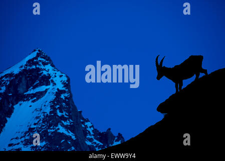 Alpine ibex (Capra ibex) silhouetted against mountain background at night, Alps Stock Photo