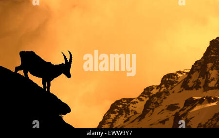 Alpine ibex (Capra ibex) silhouetted against Alpenglow on mountain at sunset, Alps Stock Photo
