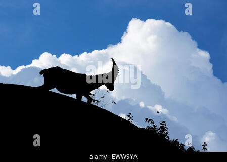 Alpine ibex (Capra ibex) silhouetted against thunderstorm clouds in the Alps Stock Photo