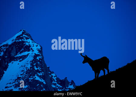 Chamois (Rupicapra rupicapra) silhouetted against mountain background at night, Alps Stock Photo