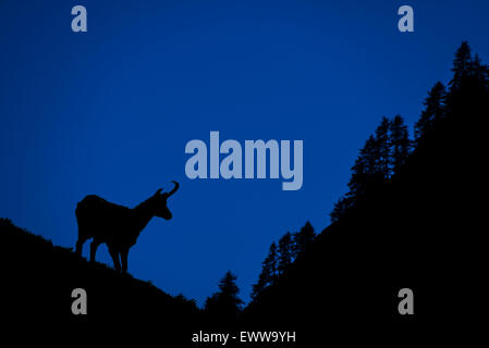 Chamois (Rupicapra rupicapra) silhouetted against mountain slope with pine trees at night, Alps Stock Photo