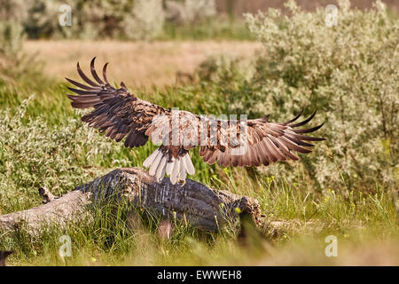White Tailed Eagle - Haliaetus Albicilla Stock Photo