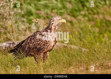 White Tailed Eagle - Haliaetus Albicilla Stock Photo