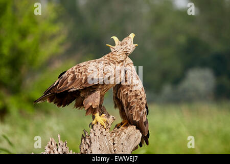 White Tailed Eagle - Haliaetus Albicilla Stock Photo