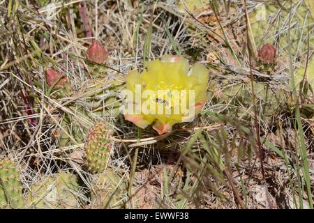 Prickly Pear Cactus in bloom - Kasha-Katuwe National Monument New Mexico - USA Stock Photo