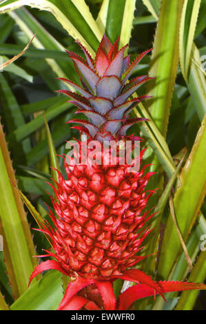 Ornamental pineapple Latin name ananas bracteatus Stock Photo