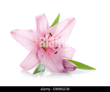 Pink lily. Isolated on white background Stock Photo