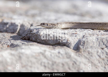 Brown Snake (Storeria dekayi) in alert. Stock Photo