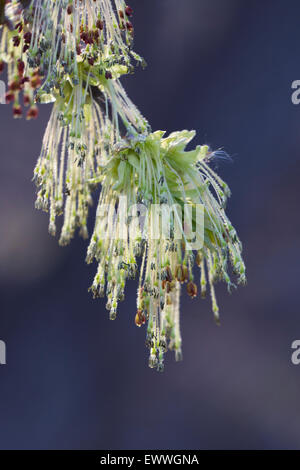 Silver maple (Acer saccharinum) flowers Stock Photo