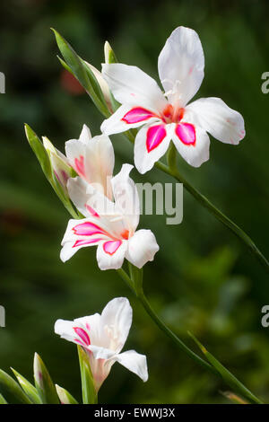 Delicate red throated white flowers of the dwarf Gladiolus nanus 'Prins Claus' Stock Photo