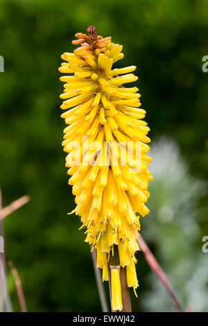 KNIPHOFIA - torch flower - red hot poker sea plants flower Stock Photo ...