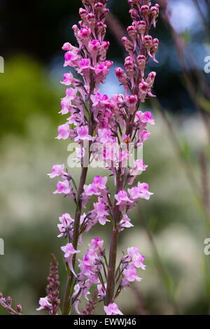 Vertical spikes of the cottage garden favourite, Linaria purpurea 'Canon J Went' Stock Photo