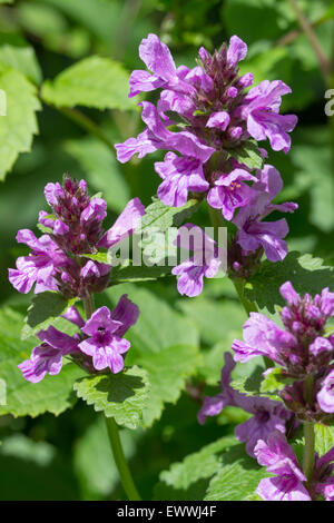 Red-purple flowers of the midsummer blooming perennial, Stachys macrantha Stock Photo