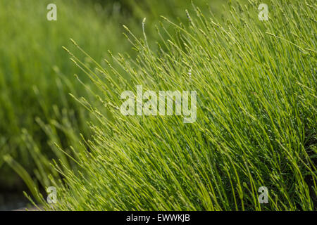 Sunlit close-up of thick grass waving in the breeze Stock Photo
