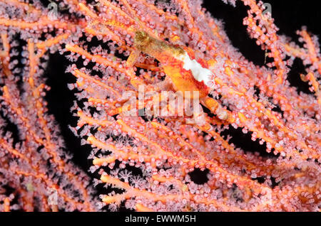 Depressed Spider crab, Xenocarcinus depressus, Anilao, Batangas, Philippines, Pacific Stock Photo