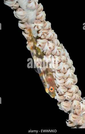 Wire coral goby, Bryaninops yongei, Anilao, Batangas, Philippines, Pacific Stock Photo