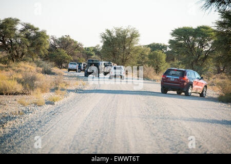 Khalagadi Transfrontier Park, South Africa - Cars driving and stopping  to take photographs along gravel road Stock Photo