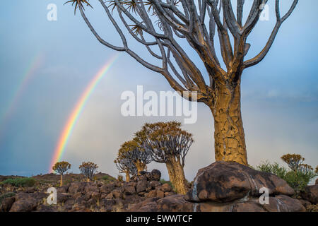 Keetmanshoop, Namibia - Quiver tree forest with rainbows overhead in the Playground of the Giants Stock Photo