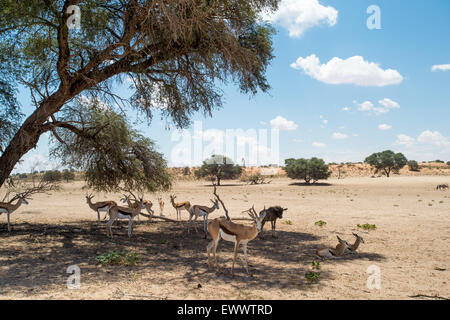 Khalagadi Transfrontier Park, South Africa - Springbok resting in the shade in Khalagadi Transfrontier Park Stock Photo