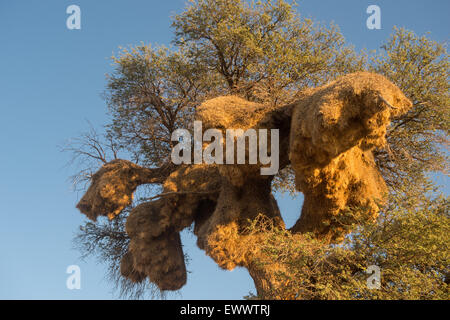 Khalagadi Transfrontier Park, South Africa - Massive Weaver birds nest overtaking Quiver tree in Africa Stock Photo