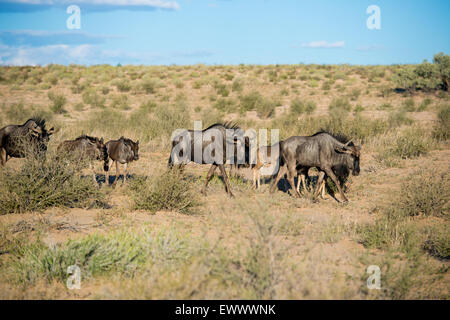 South Africa - Wildebeest in Khalagadi Transfrontier Park Stock Photo