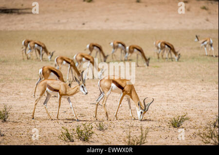 South Africa - Springbok roaming  in Khalagadi Transfrontier Park Stock Photo