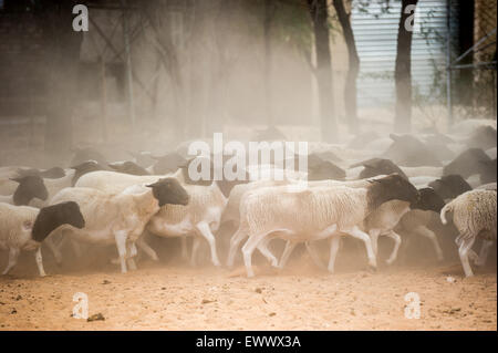 Koes, Namibia, Africa - Dorper sheep being herded  into corral on african sheep ranch Stock Photo