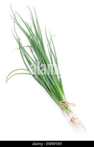 Fresh garden herbs. Spring onion. Isolated on white background Stock Photo