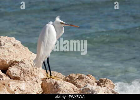 White Western Reef Egret at Sharm el-Sheikh beach of Red Sea, Sinai, Egypt Stock Photo