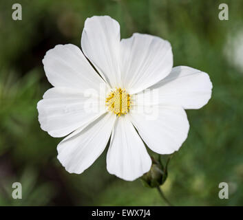 Garden cosmos or Mexican aster (Cosmos bipinnatus), Baden-Württemberg, Germany Stock Photo