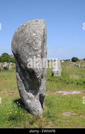 Examples of the menhirs that form part of the world famous Carnac Alignments. These stones stretch for over 4kmBreton standing stones Stock Photo