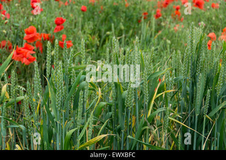 Poppies in a wheat  field in Somerset, near Bristol, England, UK