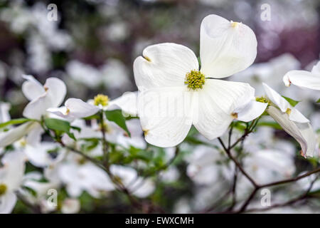 Cornus is a genus of woody plants in the family Cornaceae, commonly known as dogwoods Stock Photo
