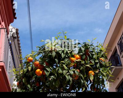 Orange tree with fully grown oranges in bloom on a street in Spain Stock Photo