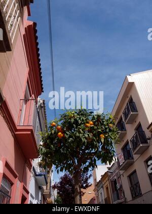 Orange tree with fully grown oranges in bloom on a street in Spain Stock Photo