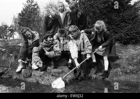 Cleaning up... Meltham County Primary School pupils work in the conservation scheme which has won them a £200 award from the Nature Conservancy Council. The school is keen to encourage youngsters to take an active part in the environment and has previousl Stock Photo