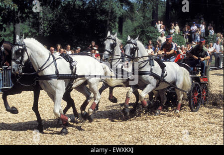 DEU, Germany, Aachen, CHIO Aachen, cross-country race with four-horse-coaches at the Aachen forrest.  DEU, Deutschland, Aachen,  Stock Photo