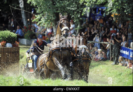 DEU, Germany, Aachen, CHIO Aachen, cross-country race with four-horse-coaches at the Aachen forrest.  DEU, Deutschland, Aachen,  Stock Photo