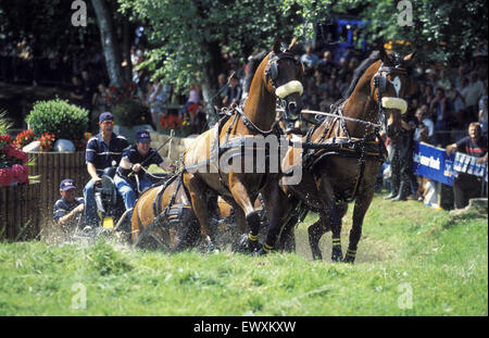 DEU, Germany, Aachen, CHIO Aachen, cross-country race with four-horse-coaches at the Aachen forrest.  DEU, Deutschland, Aachen,  Stock Photo