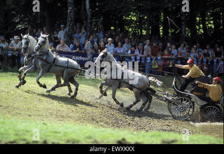 DEU, Germany, Aachen, CHIO Aachen, cross-country race with four-horse-coaches at the Aachen forrest.  DEU, Deutschland, Aachen,  Stock Photo